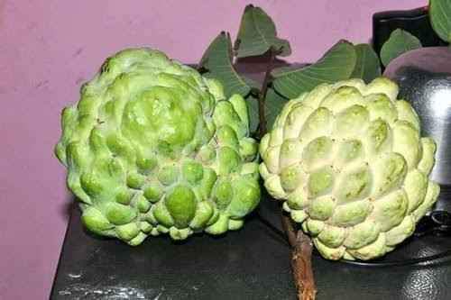 Golden Emperor Dwarf Custard Apple - Ladybird Nursery