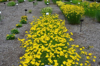 Tickseed Gain (Coreopsis Golden) - Ladybird Nursery