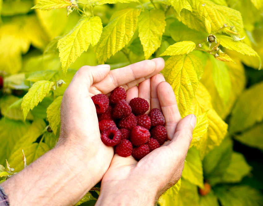 Raspberry Golden Glitz