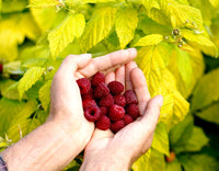 Raspberry Golden Glitz