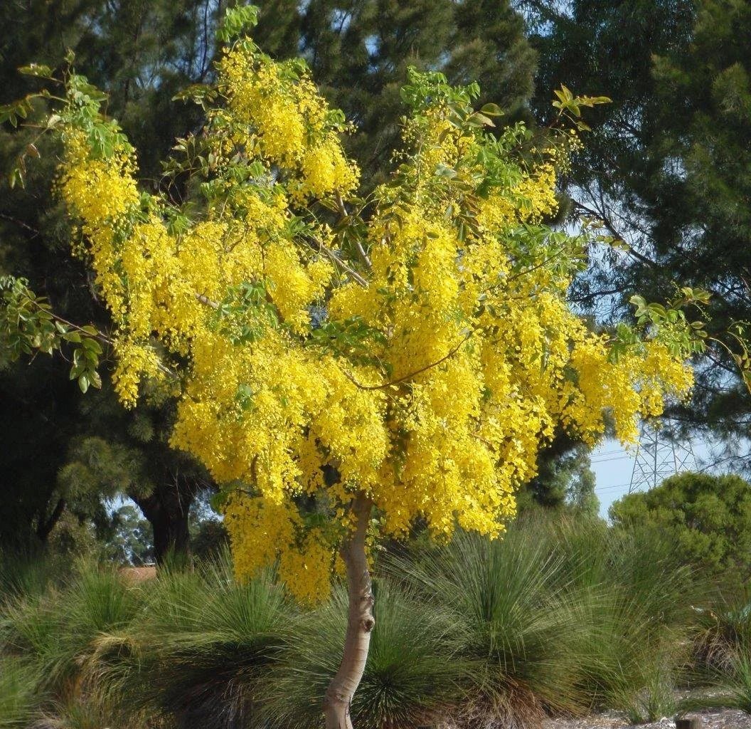 Golden Showers (Cassia fistula) - Ladybird Nursery