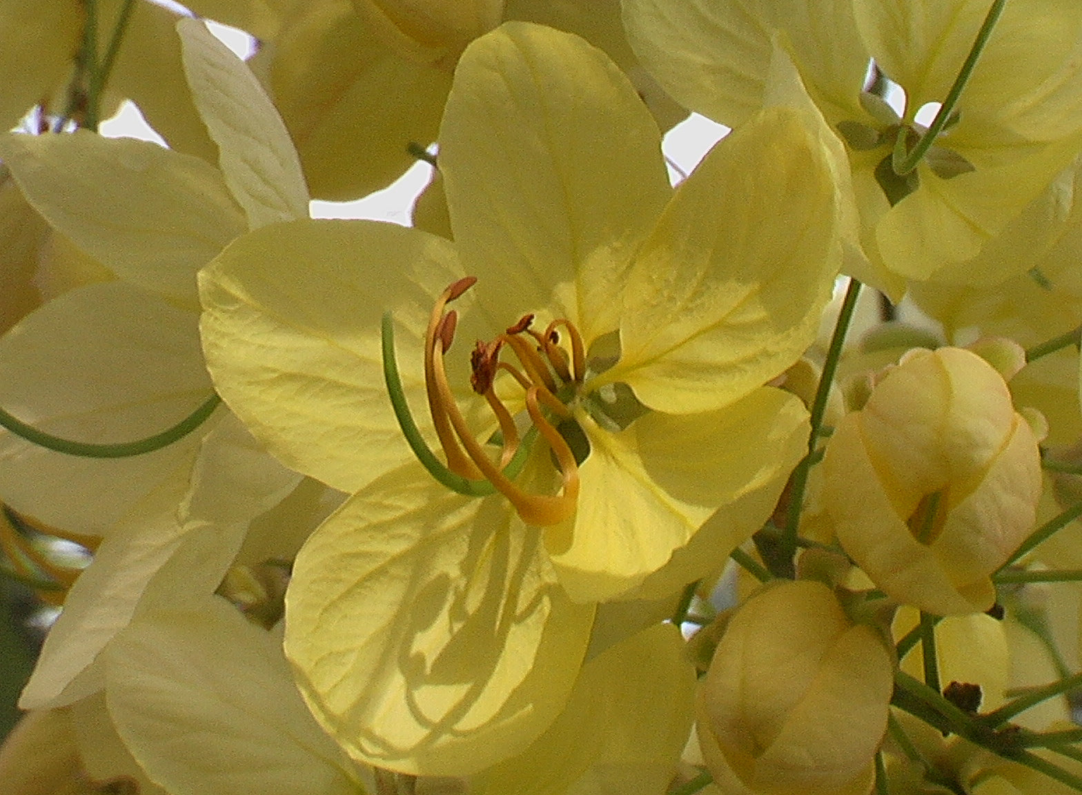 Golden Shower Tree (Cassia fistula)
