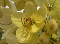 Golden Shower Tree (Cassia fistula)