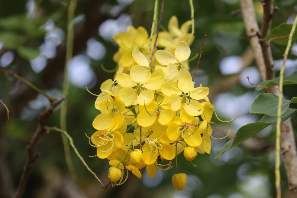 Golden Showers (Cassia fistula) - Ladybird Nursery
