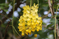 Golden Shower Tree (Cassia fistula)