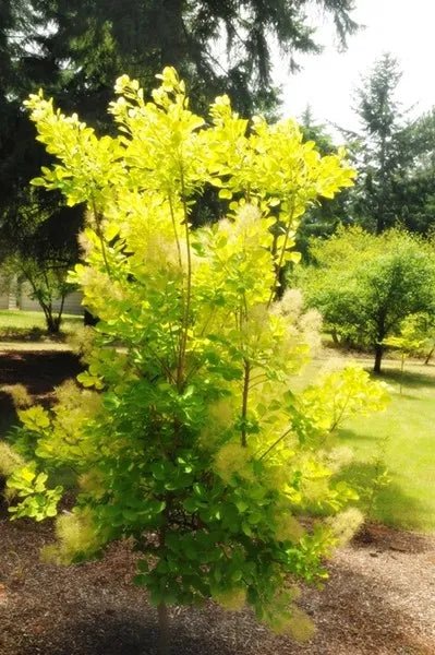 Smokebush Golden Spirit (Cotinus coggygria) - Ladybird Nursery