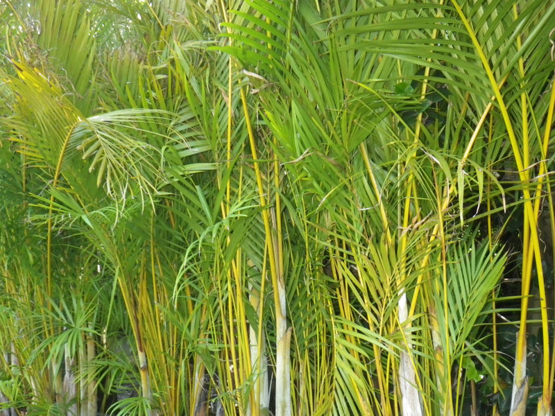 Golden Cane Palms 300mm (PICK UP ONLY)