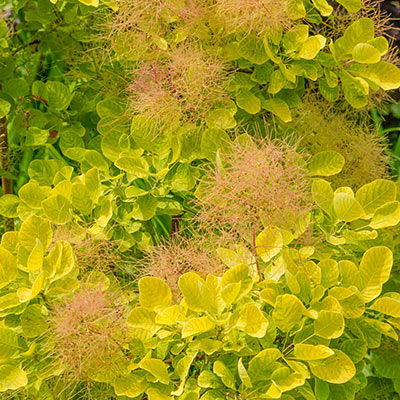 Smokebush Golden Spirit (Cotinus coggygria)
