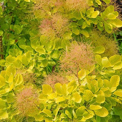 Smokebush Golden Spirit (Cotinus coggygria) - Ladybird Nursery