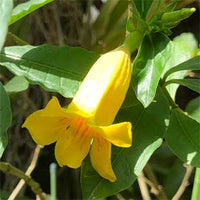 Golden Trumpet Bush (Allamanda neriifolia) - Ladybird Nursery