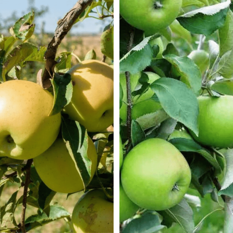 2 - Way Apple 'Golden Delicious + Granny Smith' - Ladybird Nursery