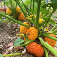 Pumpkin 'Golden Nugget' (Pickup Only)