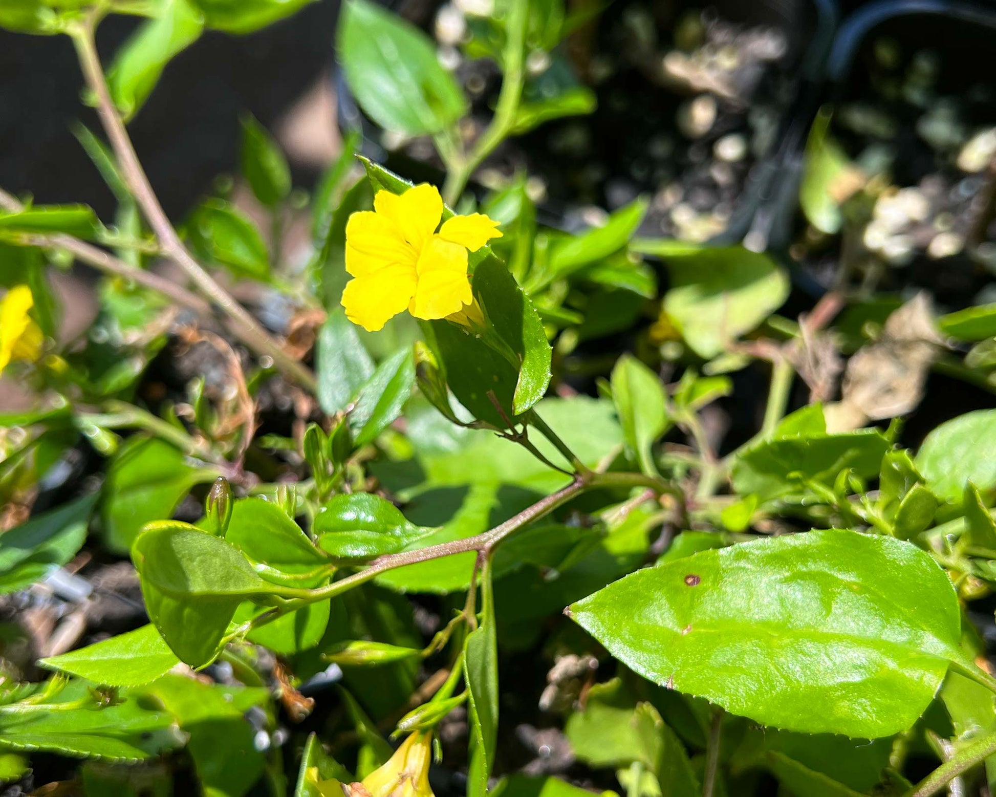 Prostrate (Goodenia ovata)