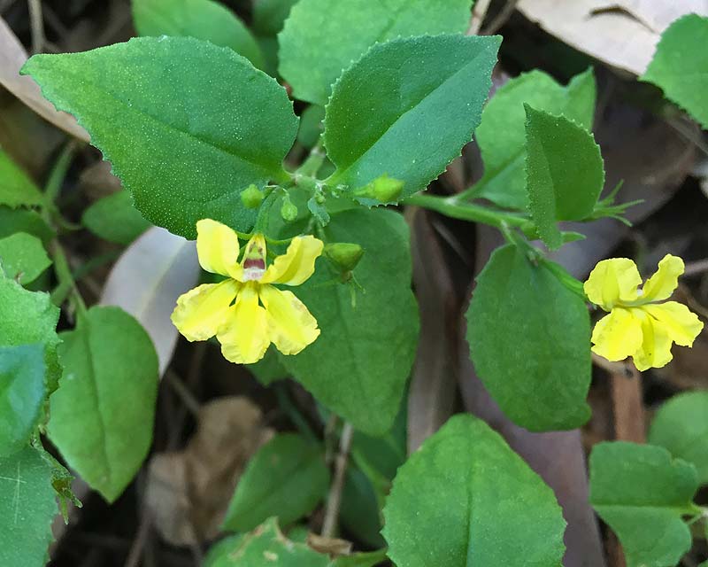 Prostrate (Goodenia ovata)