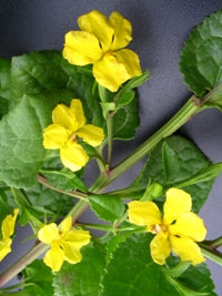 Prostrate (Goodenia ovata)