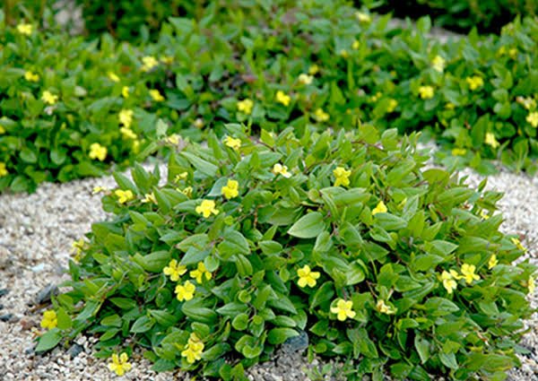 Goodenia 'Gold Cover' - Ladybird Nursery