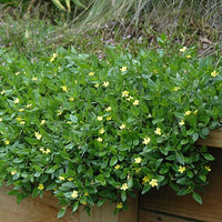 Goodenia 'Gold Cover' - Ladybird Nursery