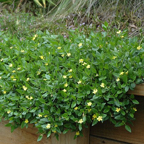 Goodenia 'Gold Cover' - Ladybird Nursery