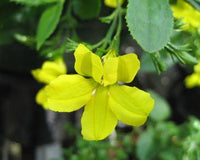 Goodenia ovata 'Edna Walling Coverup'