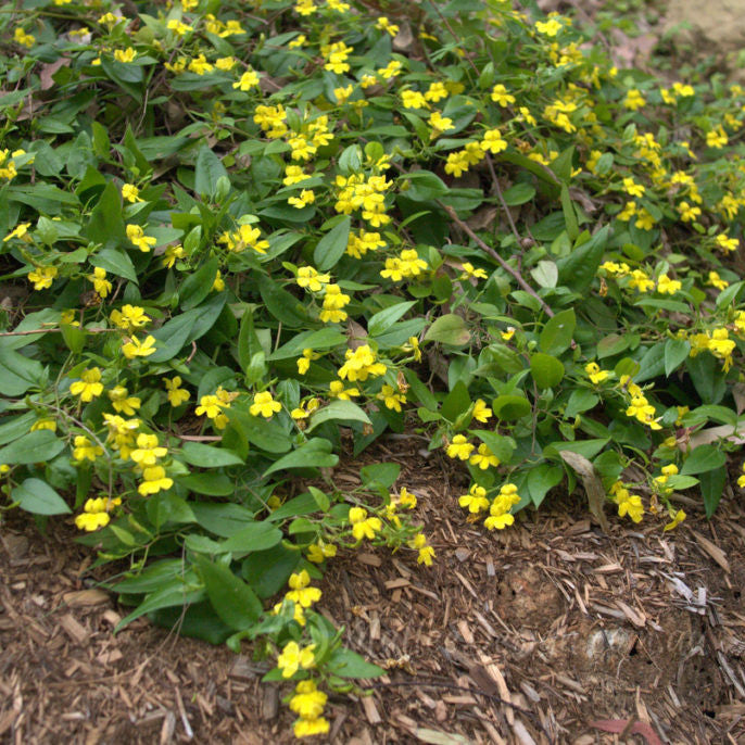 Goodenia ovata 'Edna Walling Coverup'