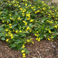 Goodenia ovata 'Edna Walling Coverup'