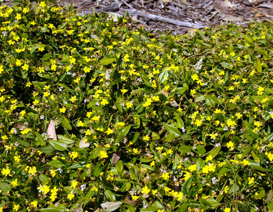 Goodenia ovata 'Edna Walling Coverup'