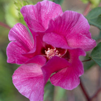 Gossypium 'Flirtatious' - Ladybird Nursery