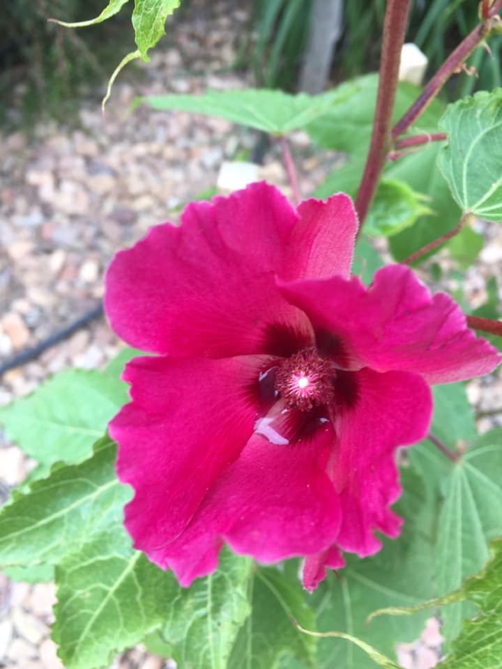 Gossypium 'Flirtatious' - Ladybird Nursery