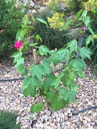 Gossypium 'Flirtatious' - Ladybird Nursery