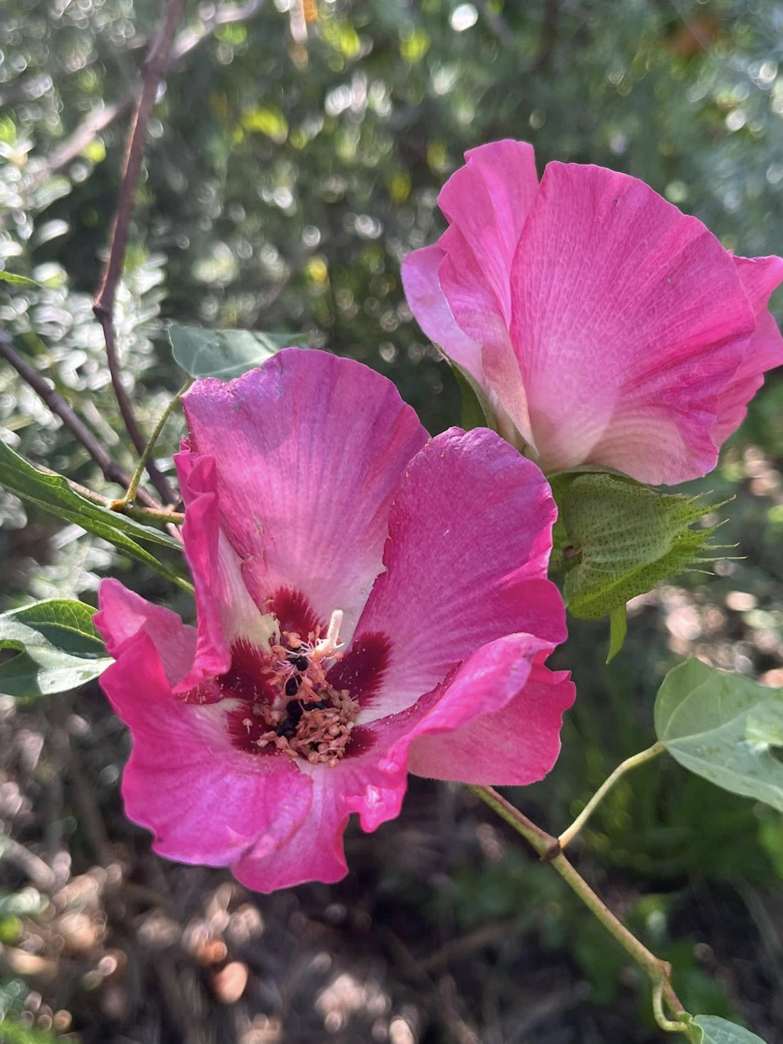 Gossypium 'Flirtatious' - Ladybird Nursery