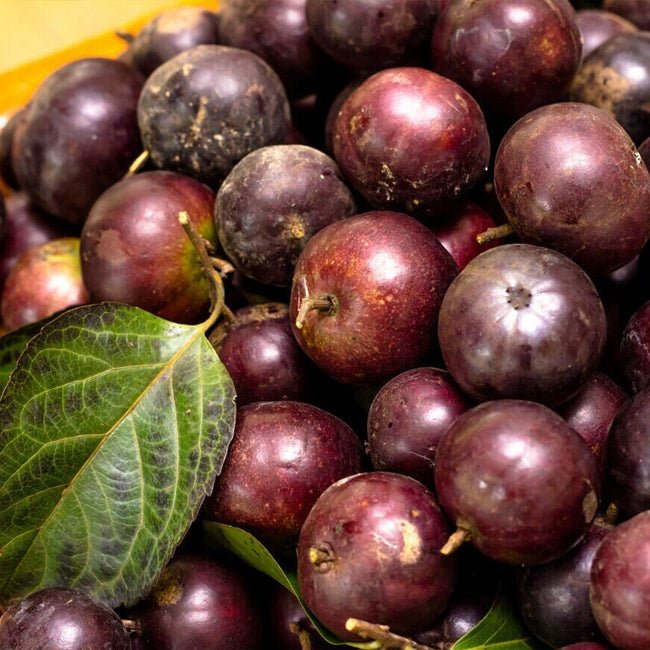 Governors Plum Select - Ladybird Nursery