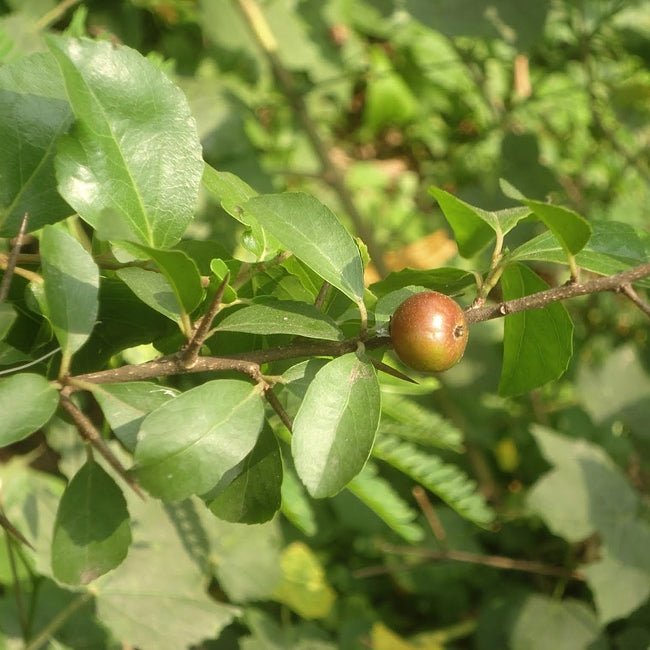 Governors Plum Select - Ladybird Nursery