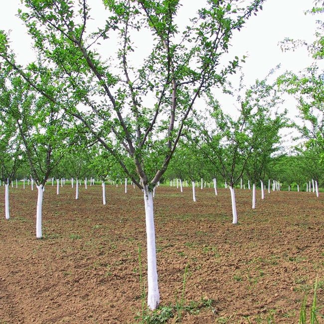 Governors Plum seedling - Ladybird Nursery