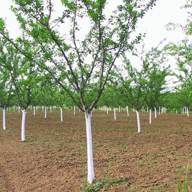 Governors Plum seedling