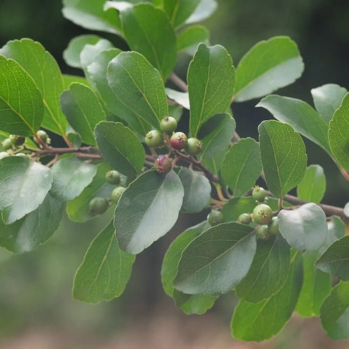 Governors Plum seedling - Ladybird Nursery