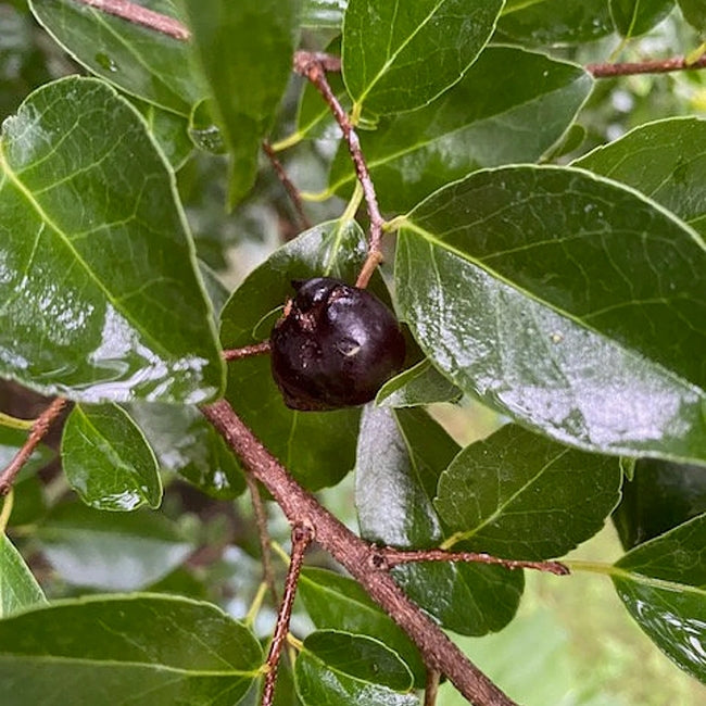 Governors Plum seedling