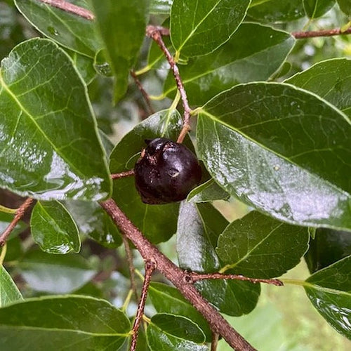 Governors Plum seedling - Ladybird Nursery