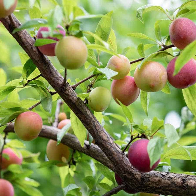 Governors Plum seedling