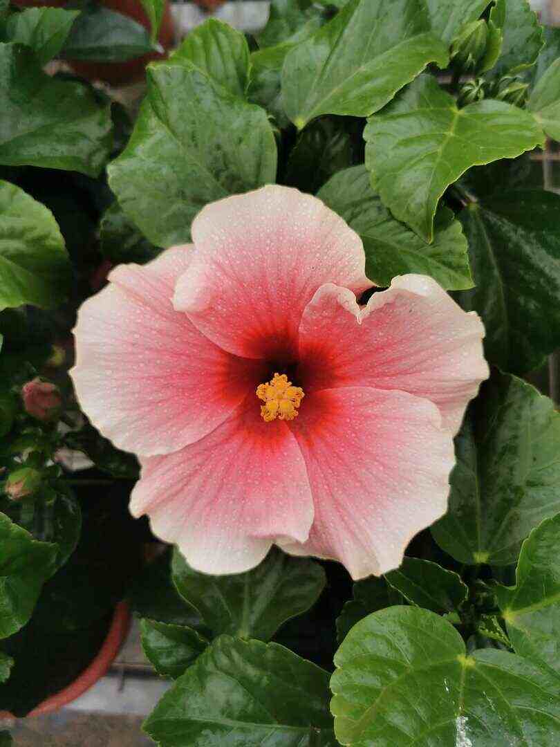 Hibiscus Flamenco™ Graces
