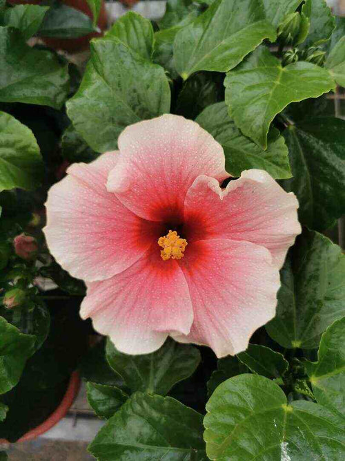 Hibiscus Flamenco™ Graces - Ladybird Nursery