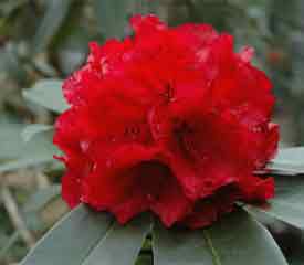 Rhododendron Grace Seabrook - Ladybird Nursery