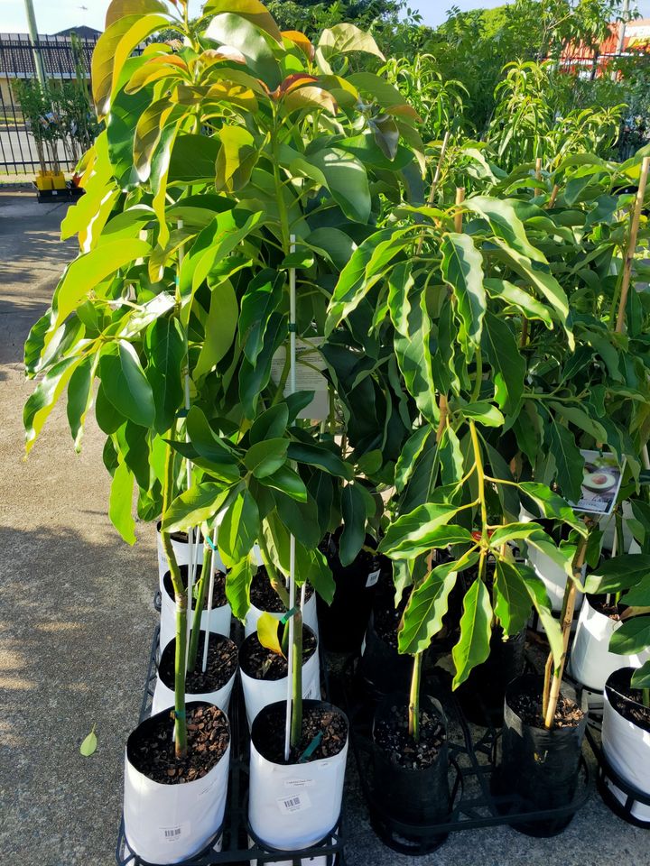 Dwarf Pinkerton Avocado Tree - Ladybird Nursery