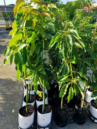 Reed Avocado Tree (PICKUP ONLY) - Ladybird Nursery