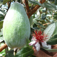 Mammoth Grafted Feijoa Tree