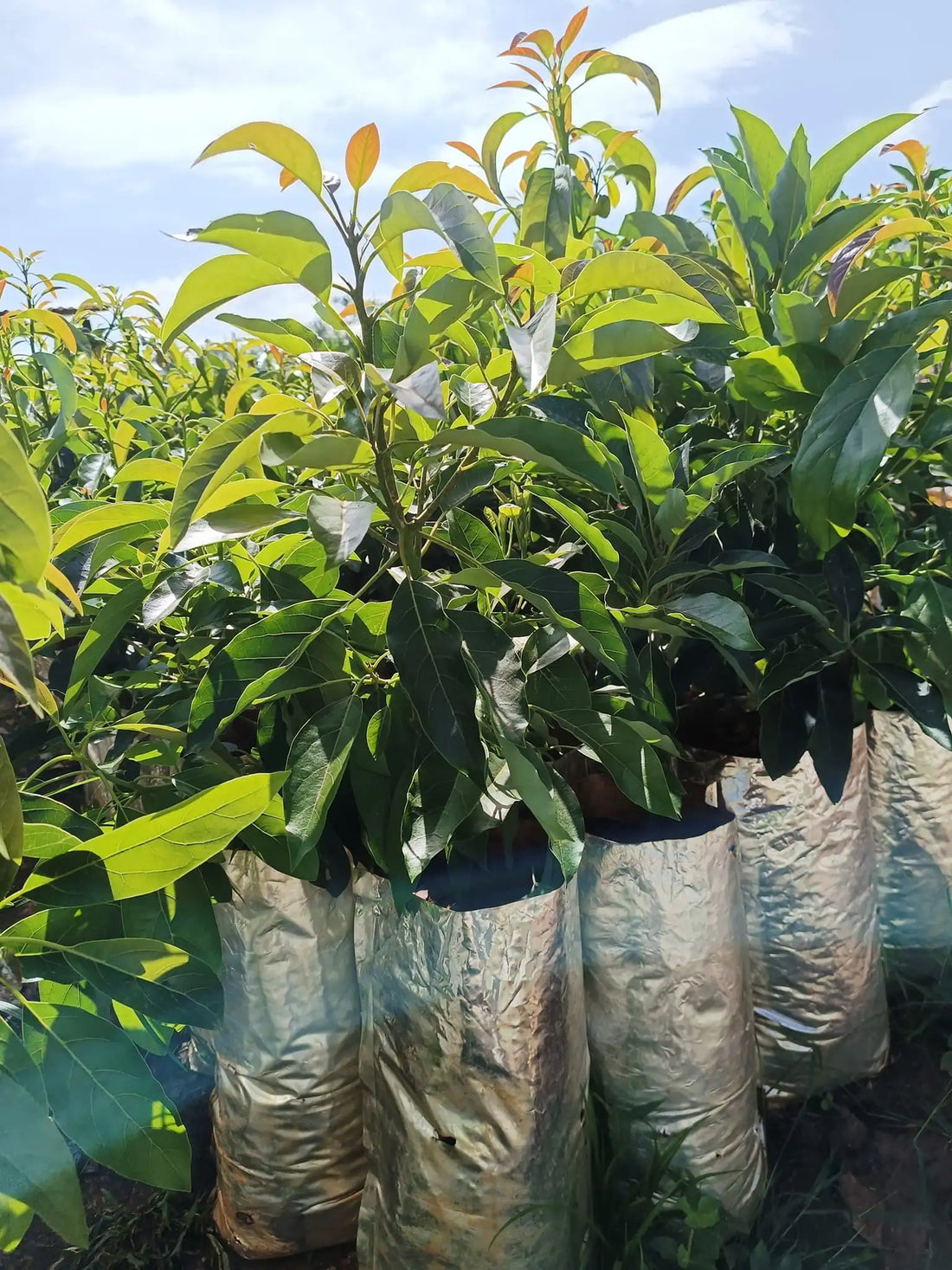 Dwarf Wurtz Avocado (Velvick rootstock) - Ladybird Nursery