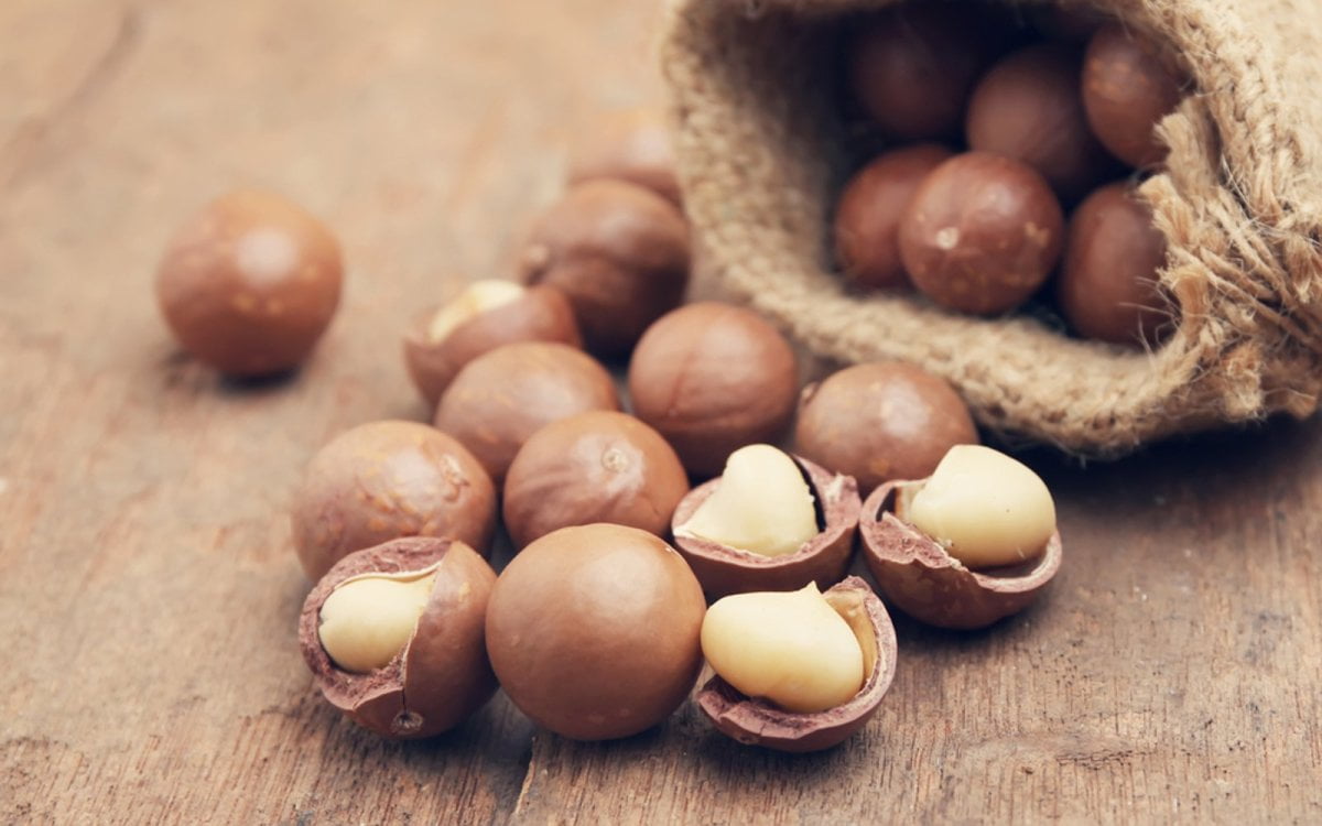 Dwarf Macadamia Nut - Grafted A16 - Ladybird Nursery