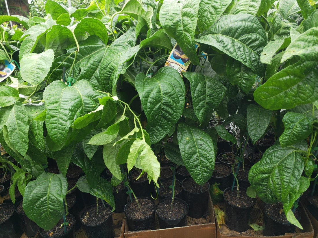 Passionfruit Black Magic (Grafted) - Ladybird Nursery