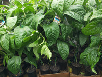 Passionfruit Black Magic (Grafted)