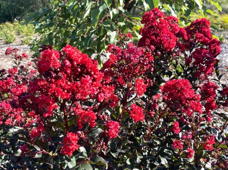 Crepe Myrtle spp. Intended (Canopy™ Lagerstroemia) - Ladybird Nursery