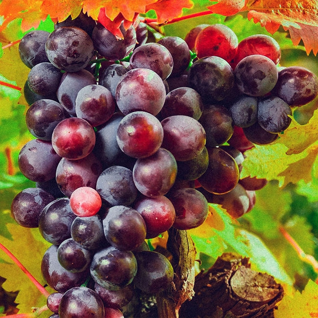 Grape Black Muscat Hamburg